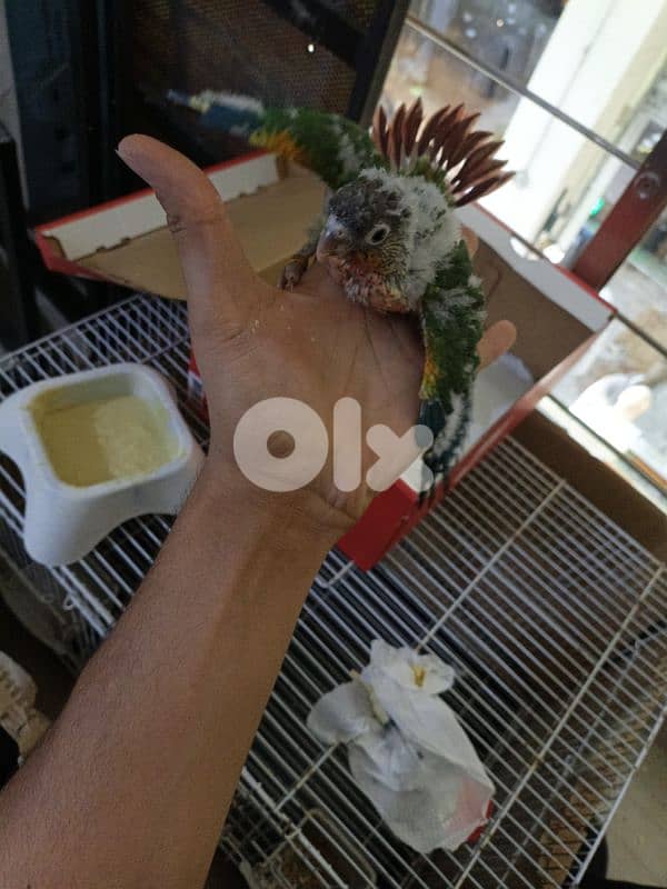 برج البراجنه عين سكه حد قرض الحسن وفي توصيل 4