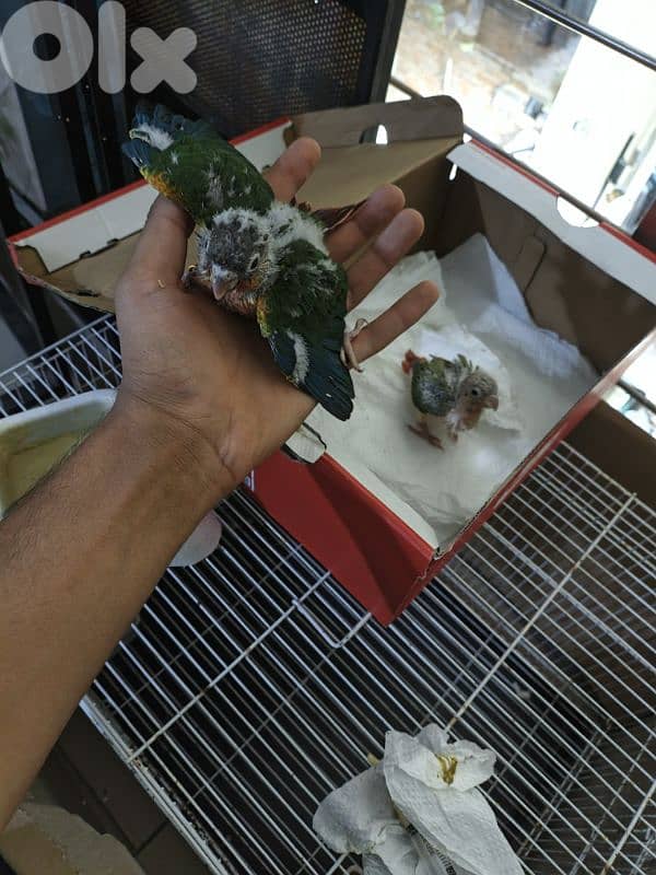 برج البراجنه عين سكه حد قرض الحسن وفي توصيل 5