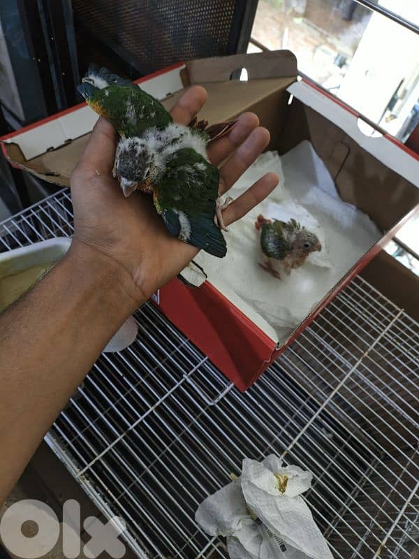 برج البراجنه عين سكه حد قرض الحسن وفي توصيل 6