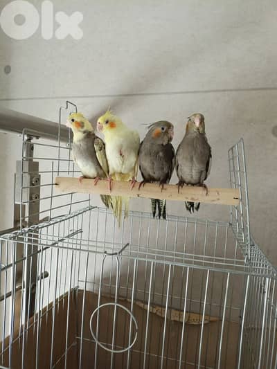 برج البراجنه عين سكه حد قرض الحسن وفي توصيل ضمن بيروت