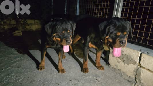 Puppy rottweiler male