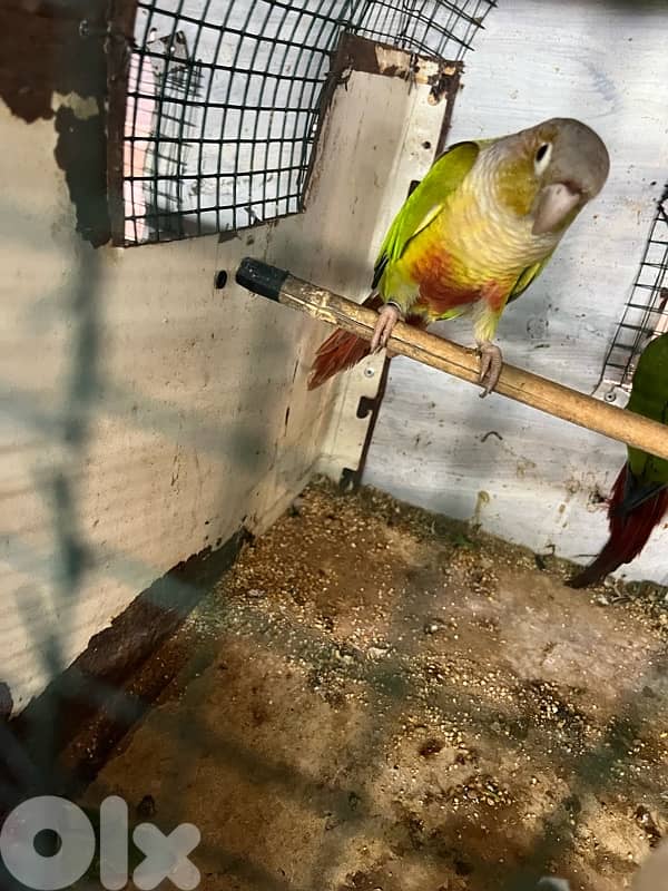 ذكر كونيور عمر ٨ اشهر male conure 1