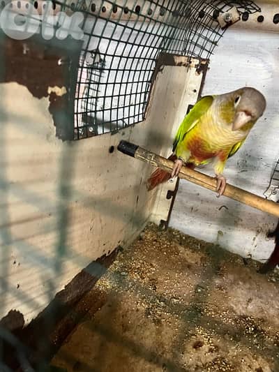 ذكر كونيور عمر ٨ اشهر male conure