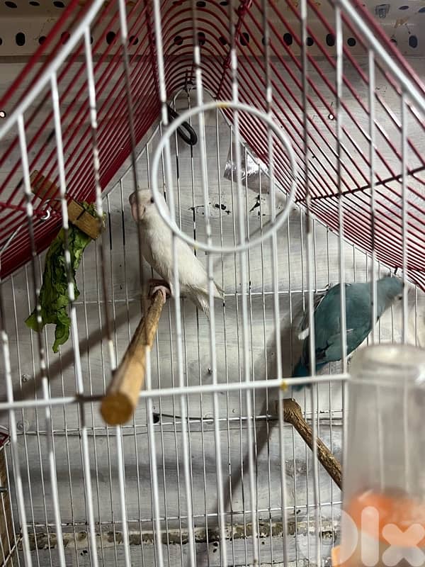 Juz rose entaye bayda w dakar whute face 0