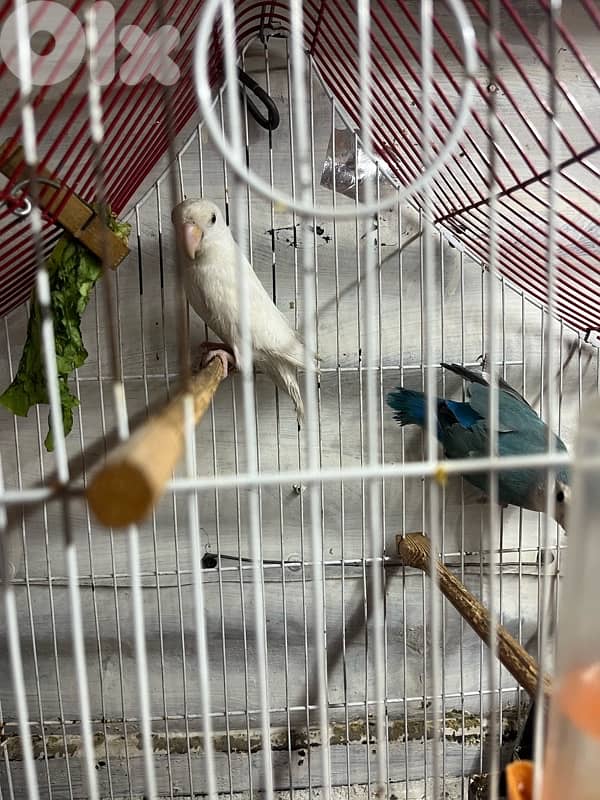 Juz rose entaye bayda w dakar whute face 1