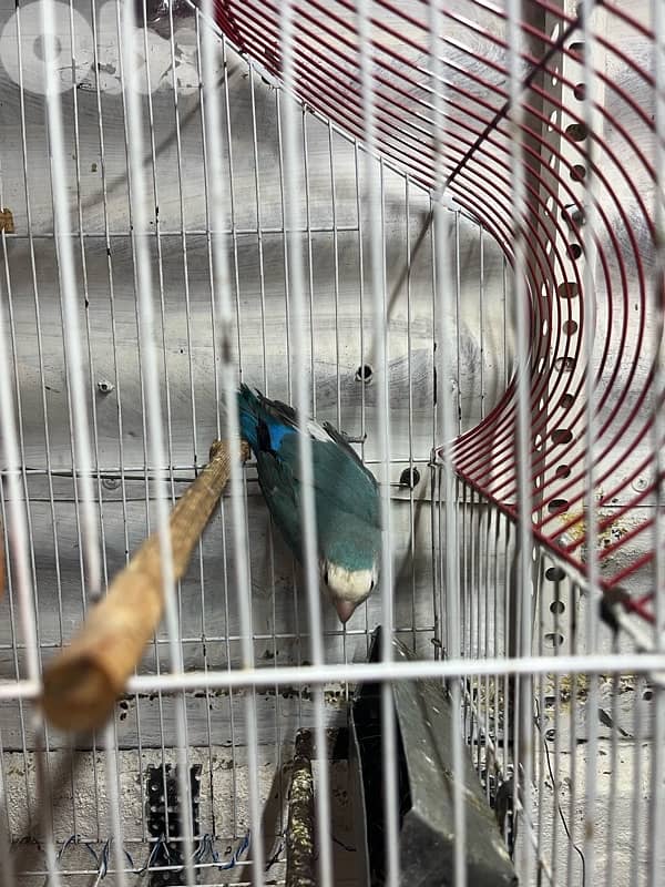 Juz rose entaye bayda w dakar whute face 2