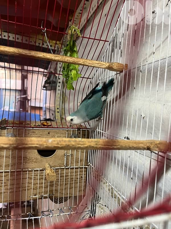 Juz rose entaye bayda w dakar whute face 3