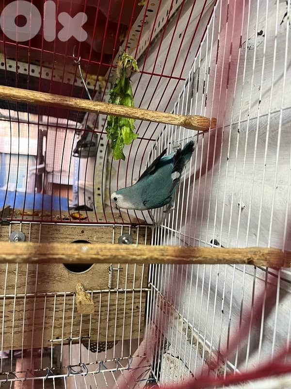 Juz rose entaye bayda w dakar whute face 4