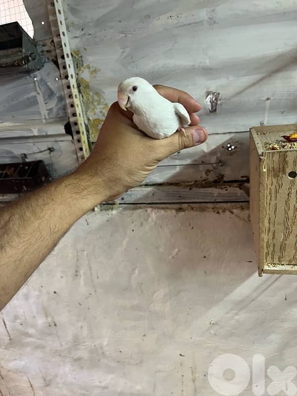 Juz rose entaye bayda w dakar whute face 5