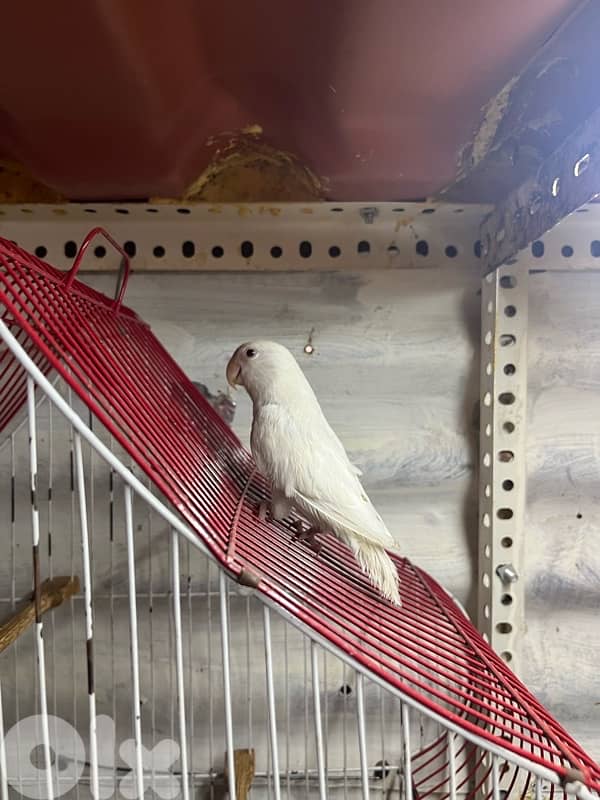 Juz rose entaye bayda w dakar whute face 6