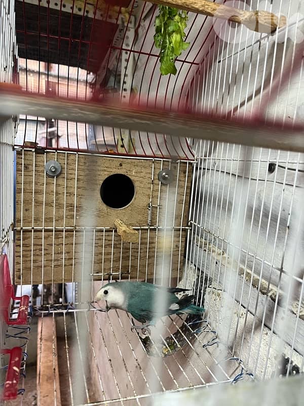 Juz rose entaye bayda w dakar whute face 7