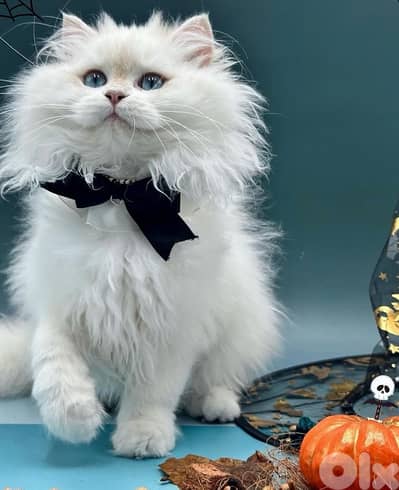 golden point males available