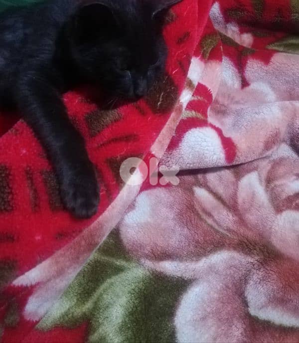 kitten for (Adoption) FREE 0