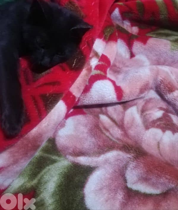 kitten for (Adoption) FREE 1