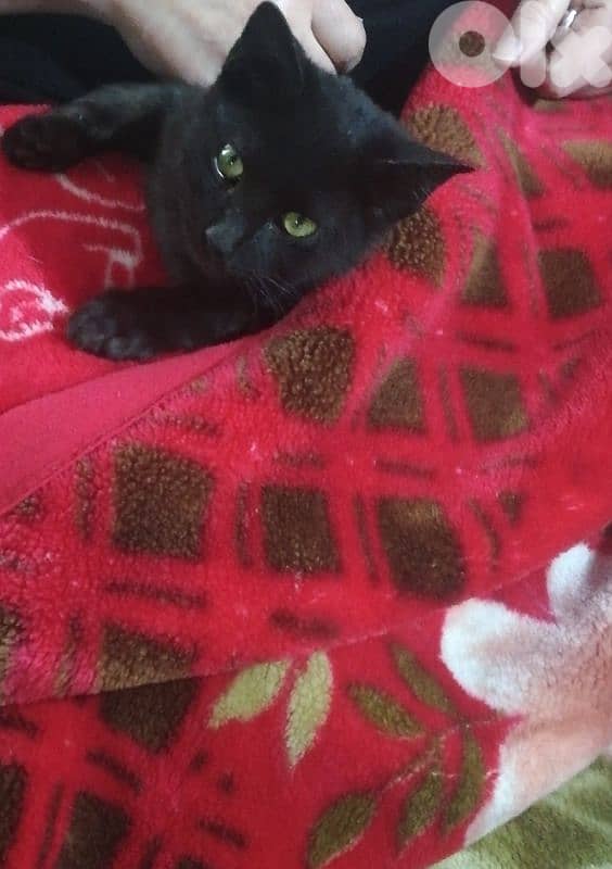 kitten for (Adoption) FREE 2