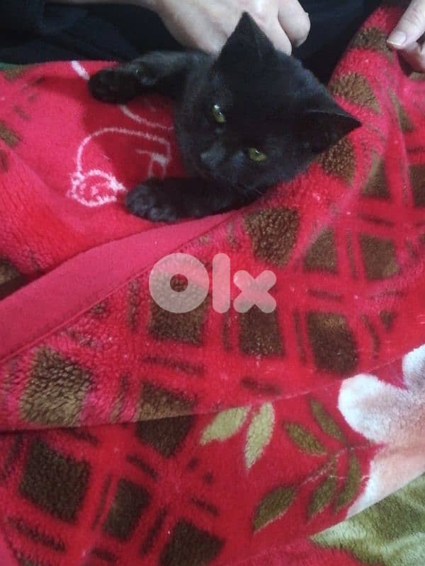 kitten for (Adoption) FREE 3