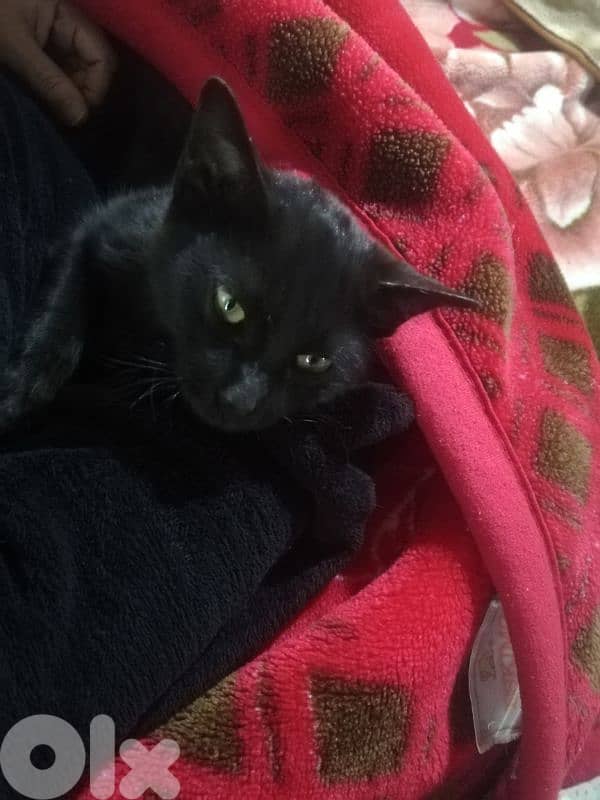 kitten for (Adoption) FREE 4