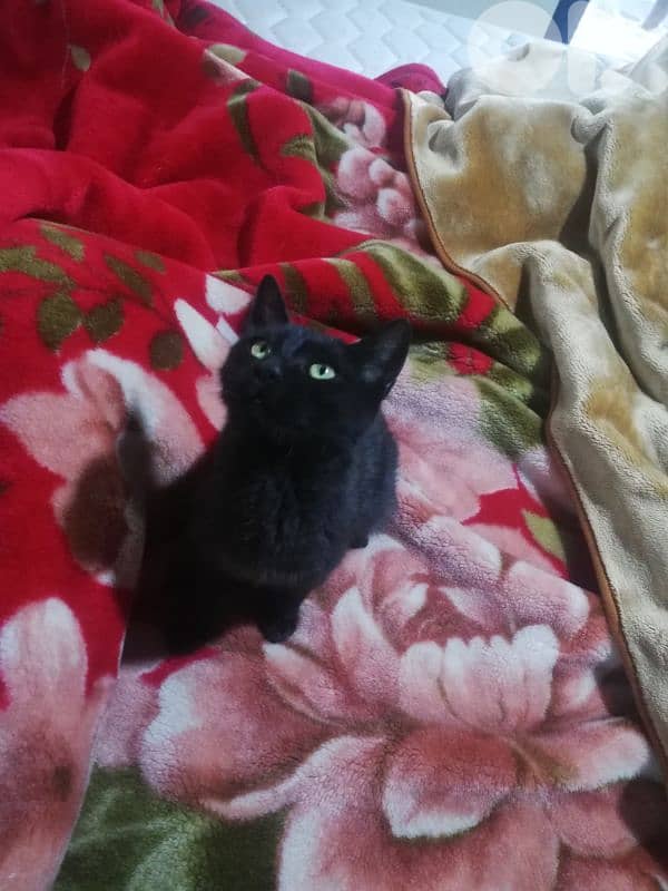 kitten for (Adoption) FREE 7