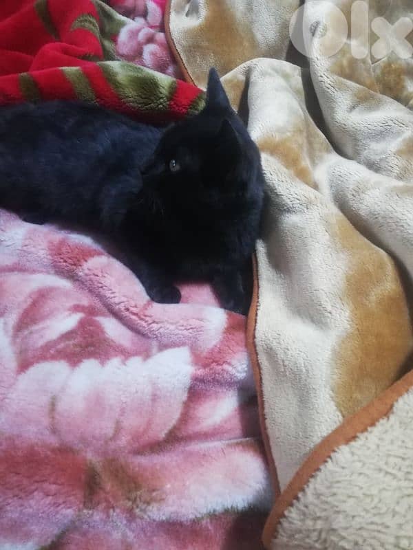 kitten for (Adoption) FREE 8