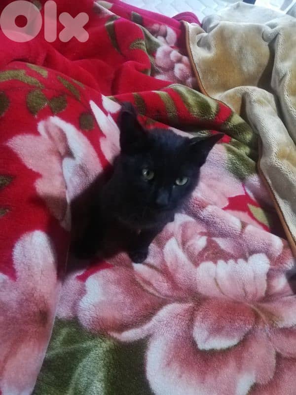 kitten for (Adoption) FREE 9