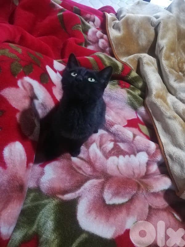 kitten for (Adoption) FREE 10