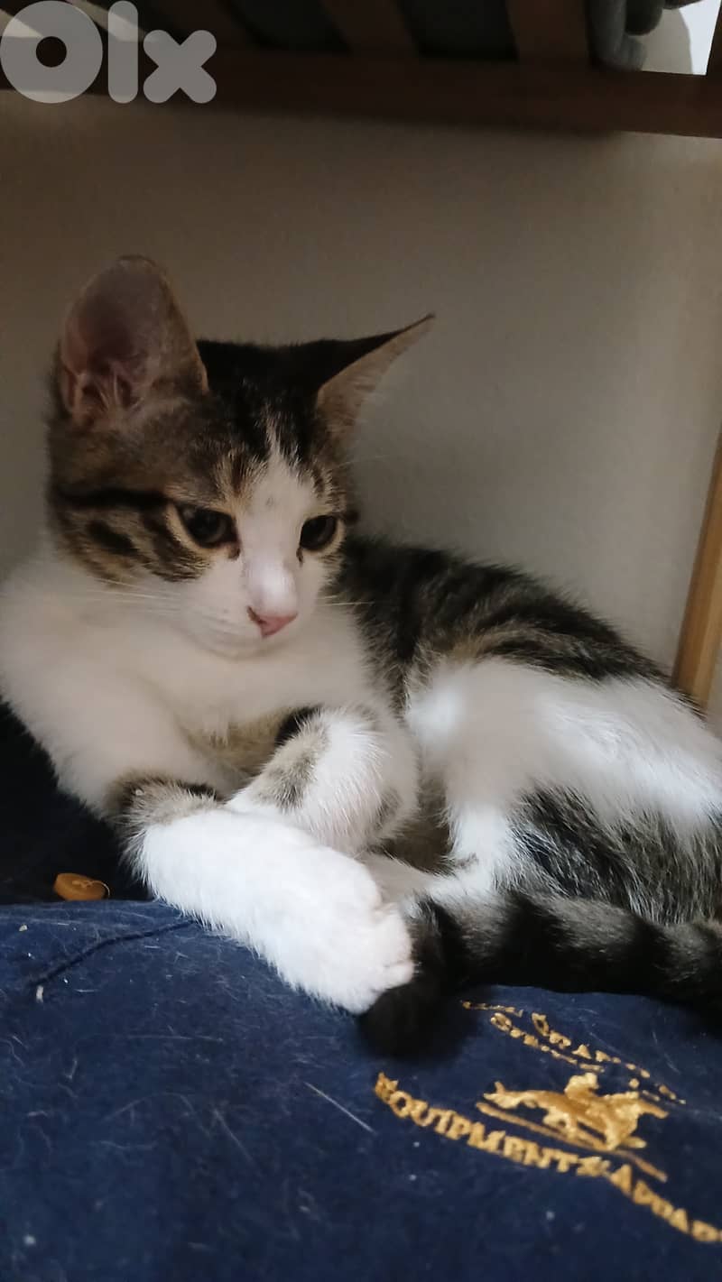 FREE Baby Sophie & Saloumi (4 months) 0