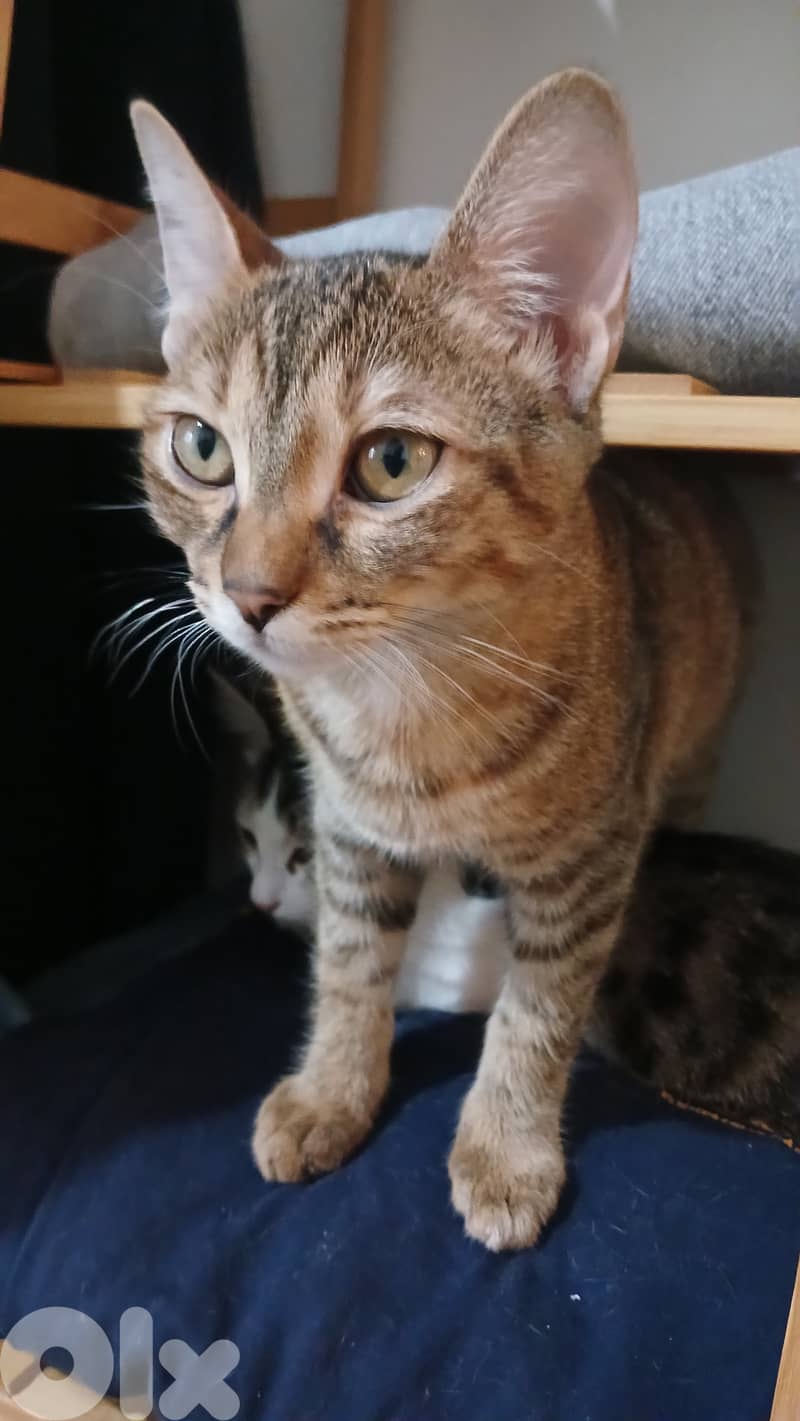 FREE Baby Sophie & Saloumi (4 months) 1