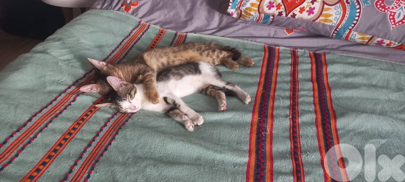 FREE Baby Sophie & Saloumi (4 months) 2