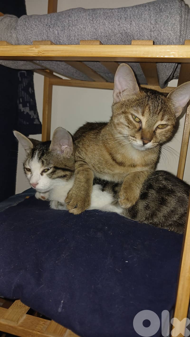 FREE Baby Sophie & Saloumi (4 months) 4