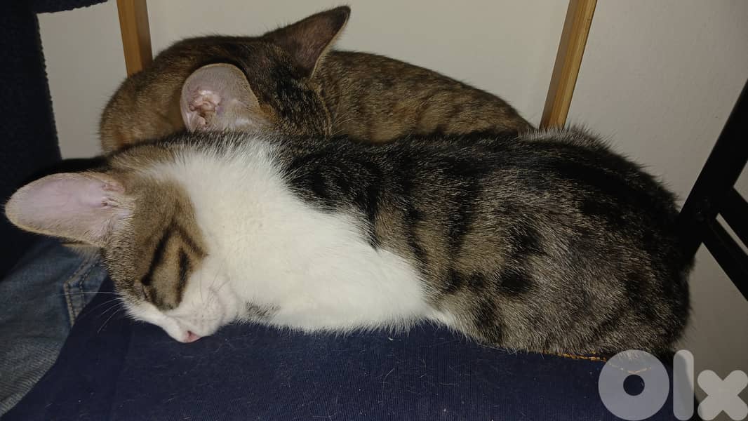 FREE Baby Sophie & Saloumi (4 months) 5