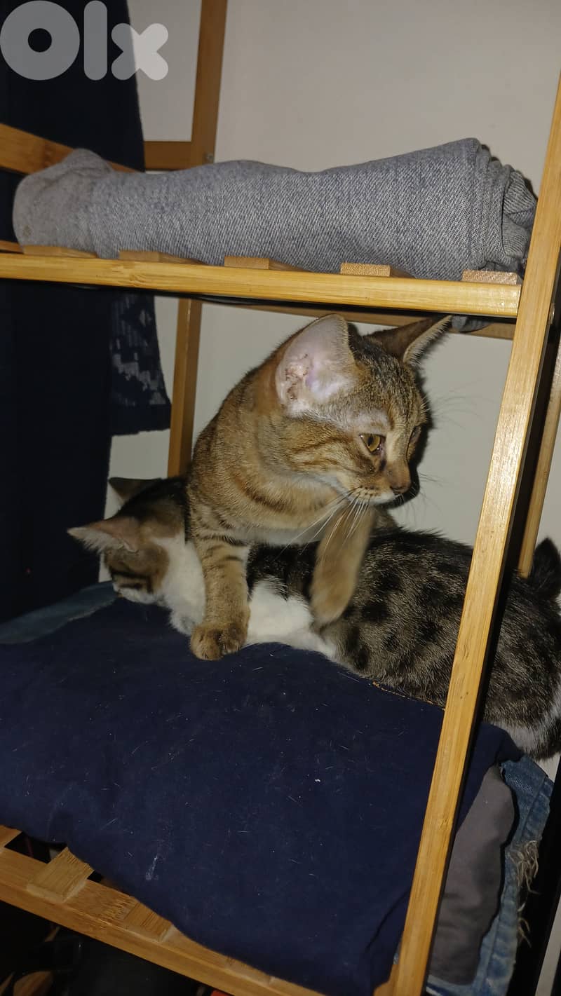 FREE Baby Sophie & Saloumi (4 months) 6