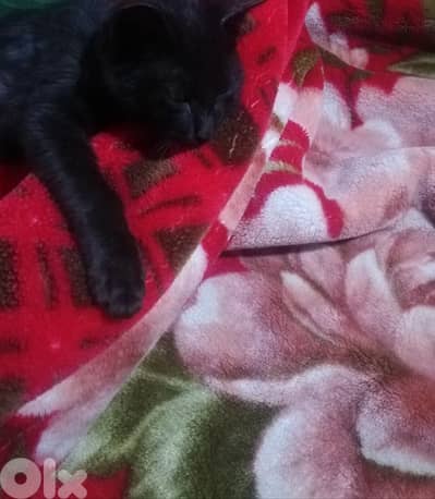 Kitten for adoption FREE