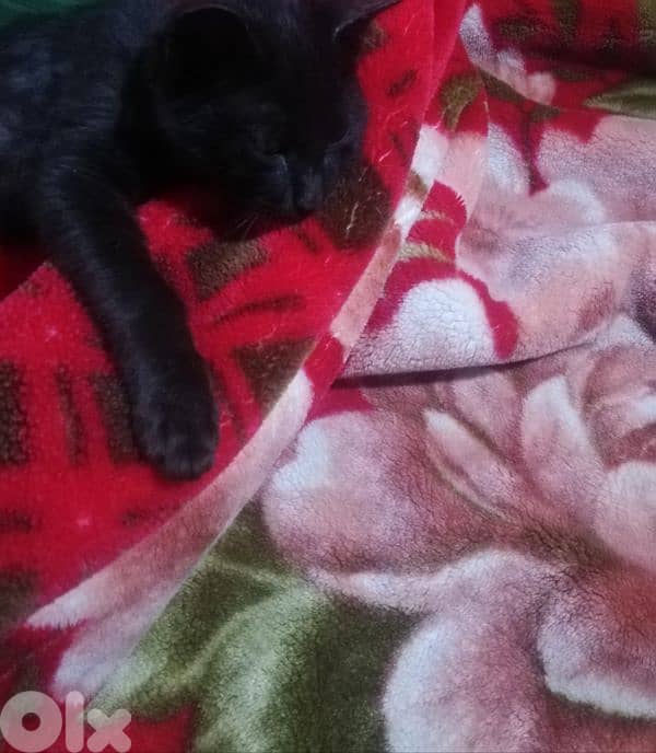 Kitten for adoption FREE 0