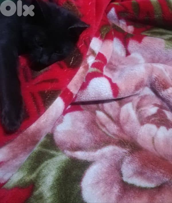 Kitten for adoption FREE 1