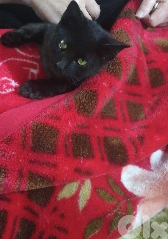 Kitten for adoption FREE 2