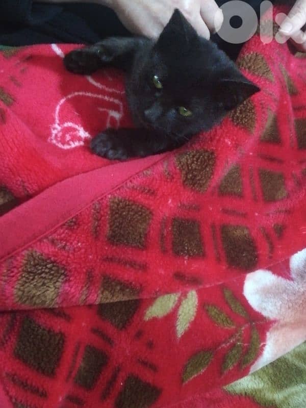 Kitten for adoption FREE 3