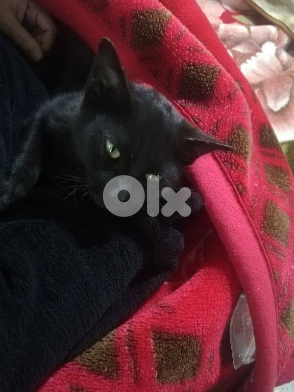 Kitten for adoption FREE 4