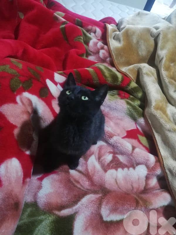 Kitten for adoption FREE 5