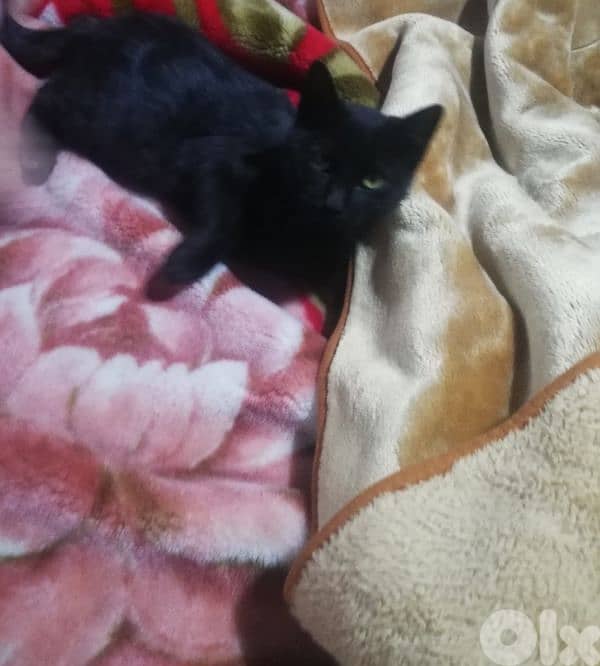 Kitten for adoption FREE 7