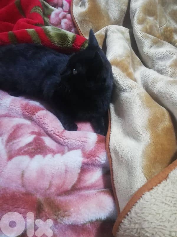 Kitten for adoption FREE 8