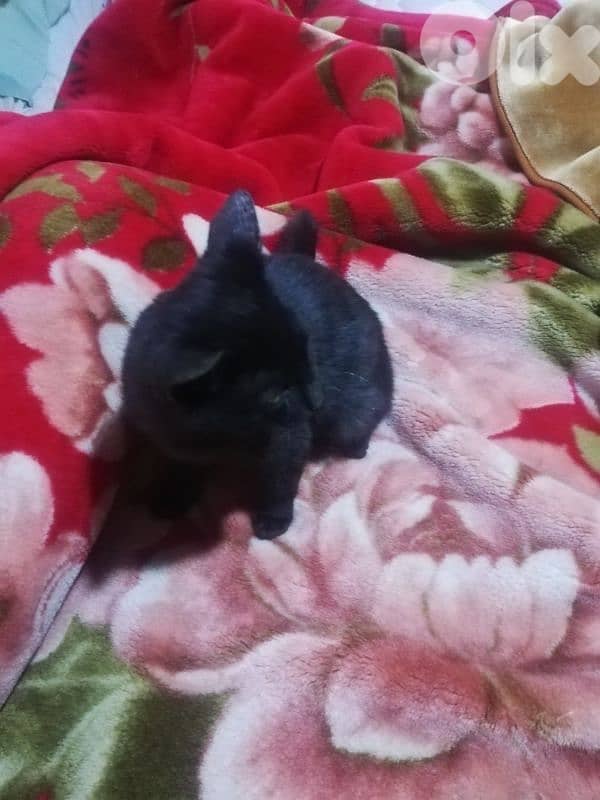 Kitten for adoption FREE 9