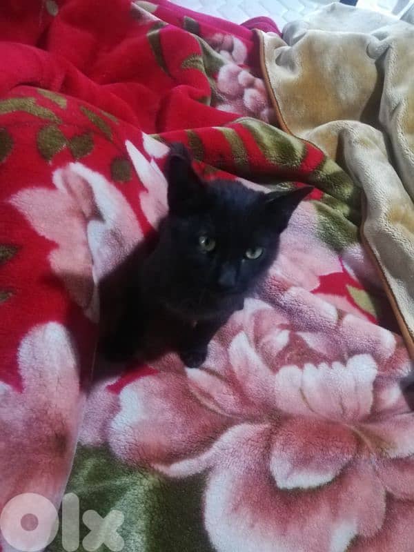 Kitten for adoption FREE 10