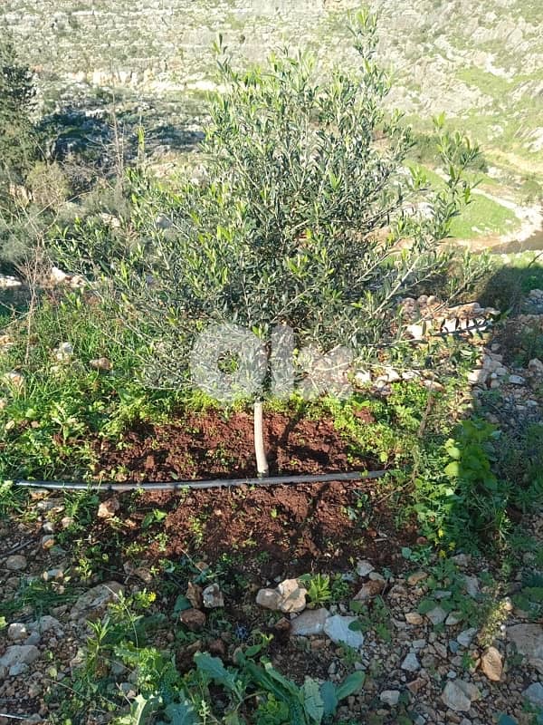 Land for sale in Marwanieh | أرض مزروعة للبيع في المروانية 2