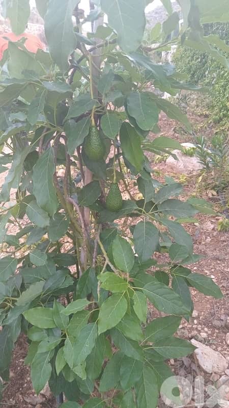 Land for sale in Marwanieh | أرض مزروعة للبيع في المروانية 4