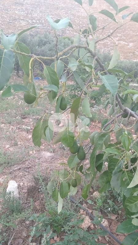 Land for sale in Marwanieh | أرض مزروعة للبيع في المروانية 5