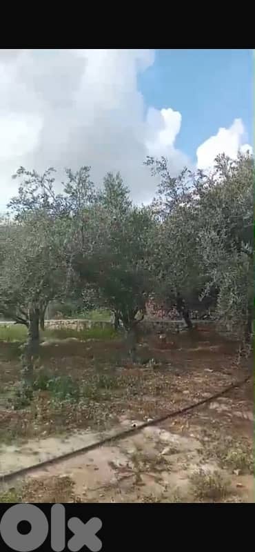 Land for sale in Marwanieh | أرض مزروعة للبيع في المروانية 6