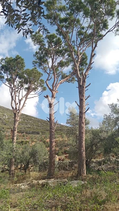 Land for sale in Marwanieh | أرض مزروعة للبيع في المروانية 7