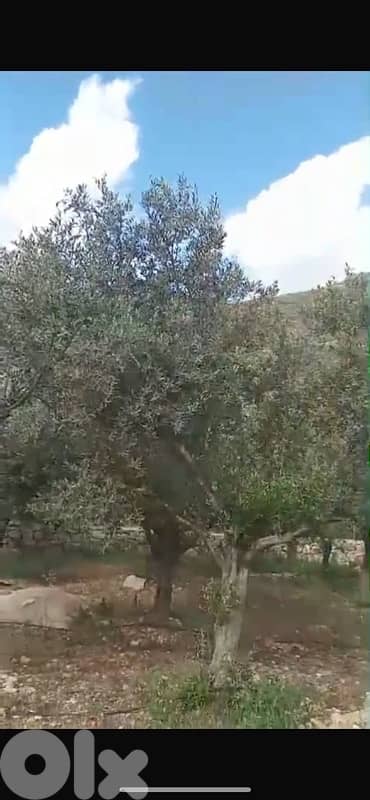 Land for sale in Marwanieh | أرض مزروعة للبيع في المروانية 8