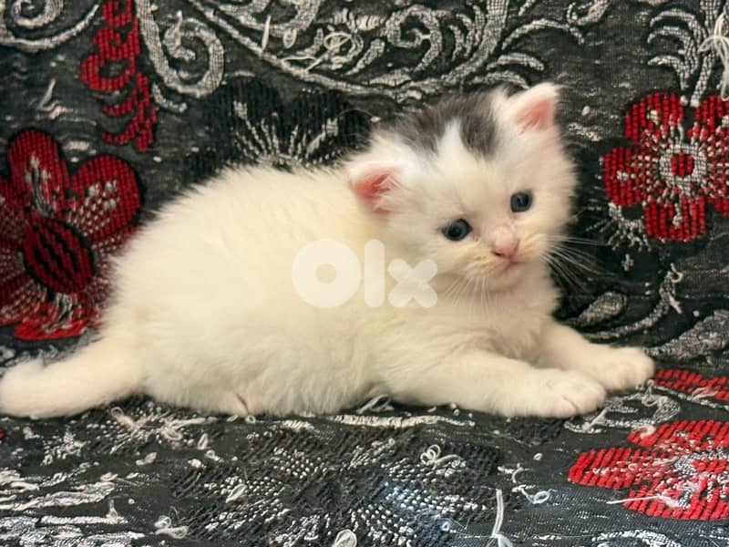 MAINE COON/PERSIAN MIX LAST ONE OUT OF FIVE $200 final 1