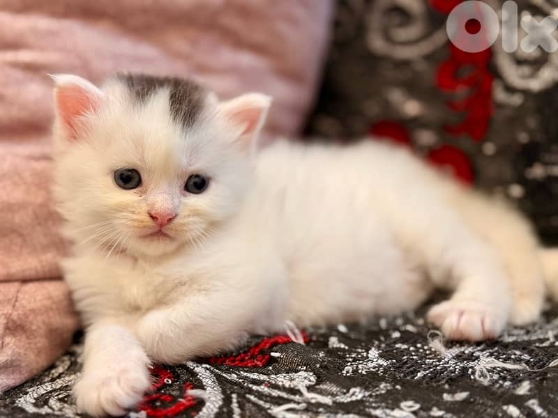 MAINE COON/PERSIAN MIX LAST ONE OUT OF FIVE $200 final 0